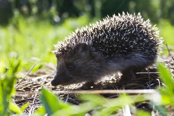 stock image Hedgehog