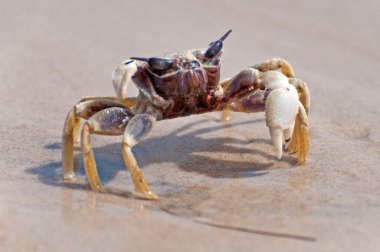 Crab on the beach clipart