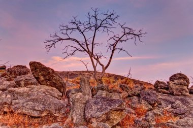 Tayland dağlarda Flora