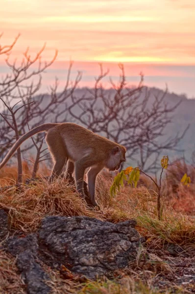 日没時の猿 — ストック写真