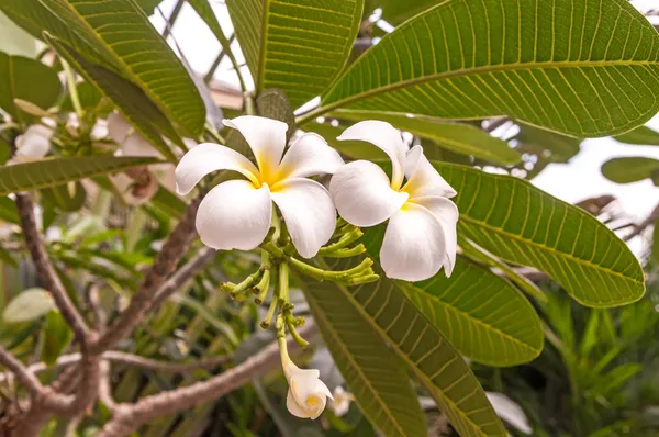 Tay Bahçe Plumeria çiçeği.