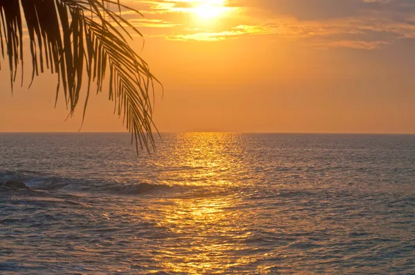 日出的海洋和棕榈叶 免版税图库图片