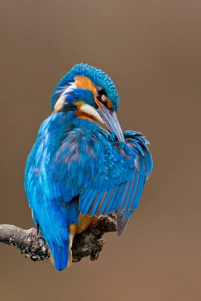 Kingfisher comum empoleirado em um ramo preening — Fotografia de Stock