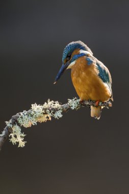 Common Kingfisher perched on a branch clipart