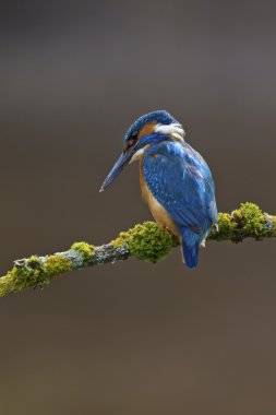 Common Kingfisher perched on a branch clipart