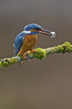 Common Kingfisher perched on branch with a fish clipart