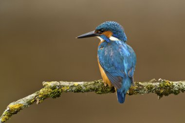 Common Kingfisher perched on a branch clipart