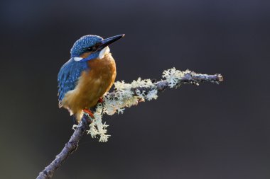 bir dal üzerinde tünemiş ortak kingfisher