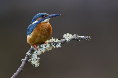 dala tünemiş ortak kingfisher