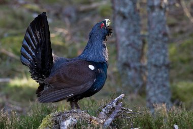 çalıhorozu tetrao urogallus yetişkin erkek görüntüleme