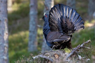 çalıhorozu tetrao urogallus yetişkin erkek görüntüleme