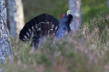 çalıhorozu tetrao urogallus yetişkin erkek görüntüleme