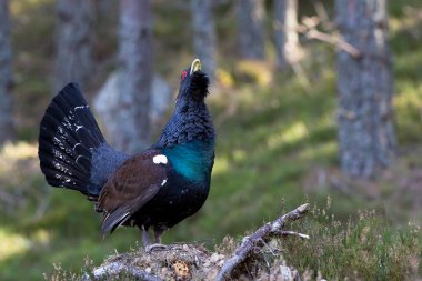 çalıhorozu tetrao urogallus yetişkin erkek görüntüleme