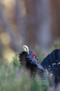 çalıhorozu tetrao urogallus yetişkin erkek görüntüleme