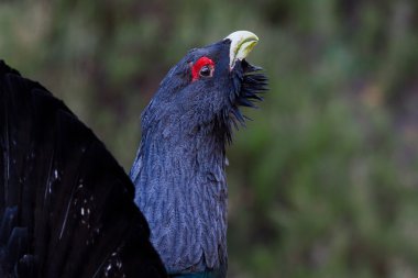 çalıhorozu tetrao urogallus yetişkin erkek görüntüleme