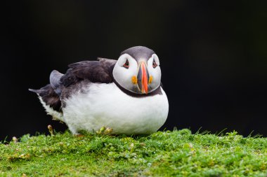 skomer ada, Galler istirahat martı