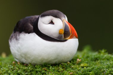 Sleeping Puffin on Skomer Island, Wales clipart