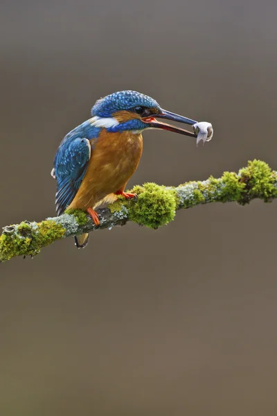 Re pescatore comune appollaiato su ramo con un pesce — Foto Stock