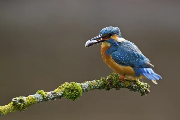 Kingfisher comum empoleirado no ramo com peixes — Fotografia de Stock