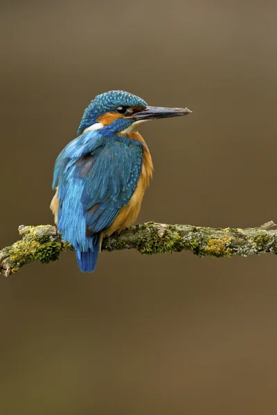 Kingfisher comum empoleirado em um ramo — Fotografia de Stock