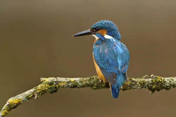 Common Kingfisher perched on a branch — Stock Photo, Image