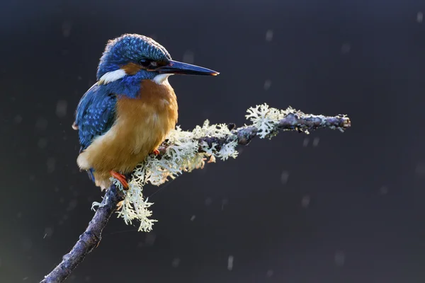 Kingfisher comum empoleirado em um ramo na chuva — Fotografia de Stock