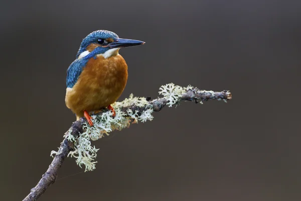 Kingfisher comum empoleirado em um ramo — Fotografia de Stock