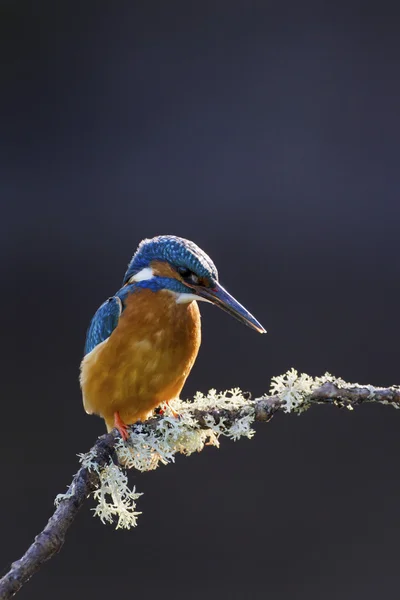 Common Kingfisher perched on a branch — Stock Photo, Image