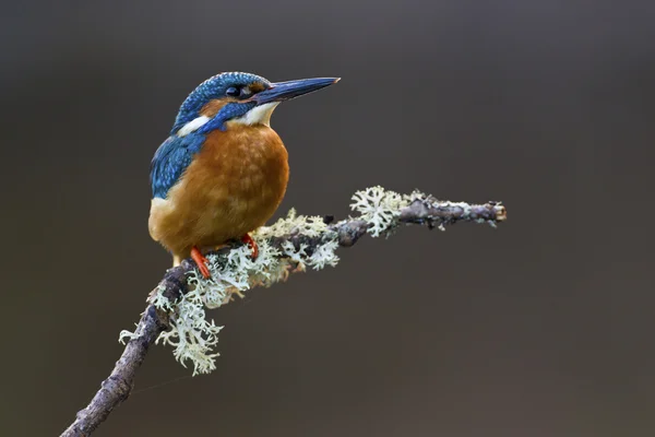 Common Kingfisher perched on branch — Stock Photo, Image
