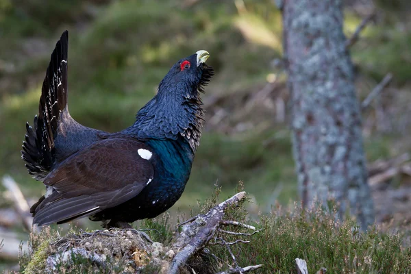 Capercaillie Tetrao urogallus adult male displaying — Stock Photo, Image