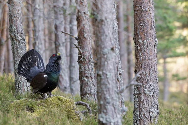 Capercaillie Tetrao urogallus adult male displaying — Stock Photo, Image