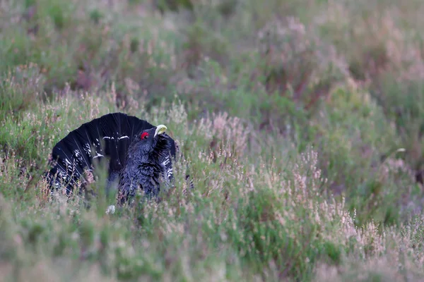 stock image Capercaillie Tetrao urogallus adult male displaying