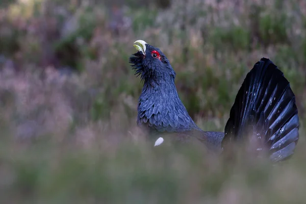 Capercaillie Tetrao urogallus adult male displaying in Scotland — Stok fotoğraf