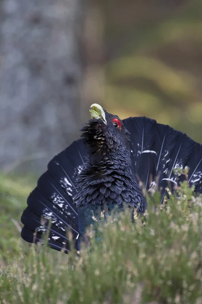 stock image Capercaillie adult male displaying in Scottish forest