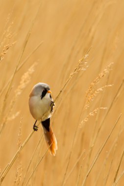 Bearded Reedling or Bearded Tit perched on reed stem clipart