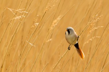 Sakallı baştankara veya sakallı baştankara reed kök üzerinde tünemiş