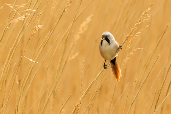 Bearded Reedling or Bearded Tit perched on reed stem — Stock Photo, Image