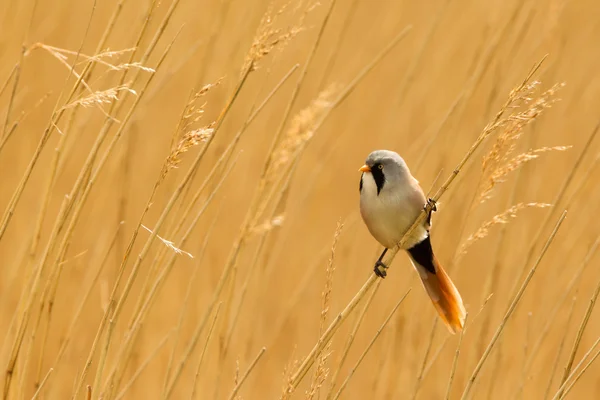 Bearded Reedling or Bearded Tit perched on reed stem — Stock Photo, Image