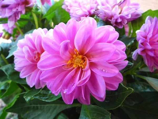 stock image Pink chrysantmum