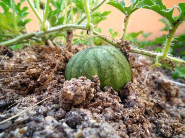 Watermelon in field clipart