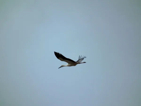 stock image Stork flying