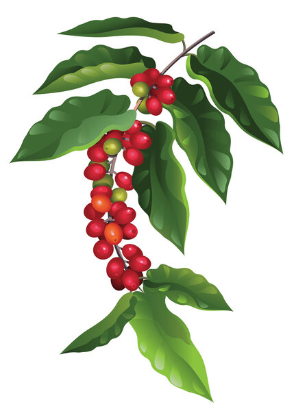 Отделение кофе
