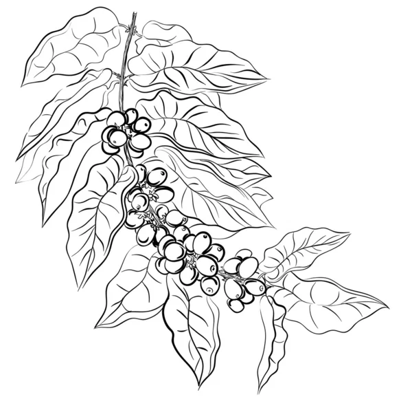 Versión rasterizada de la rama de dibujo a mano del café — Vector de stock