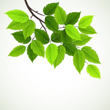 Branch with fresh green leaves clipart