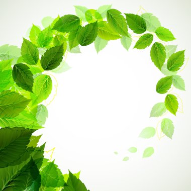 Branch with fresh green leaves clipart