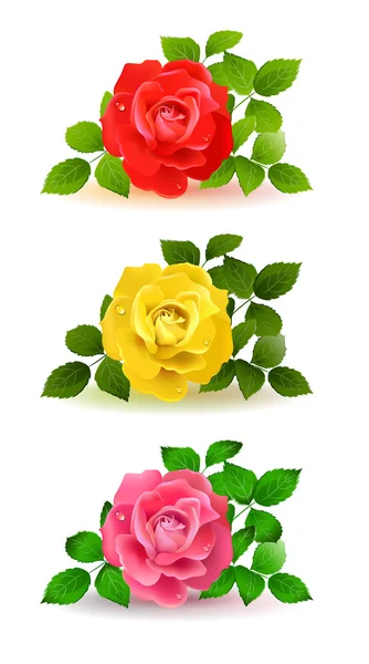 Trois roses de couleur avec des feuilles vertes — Image vectorielle