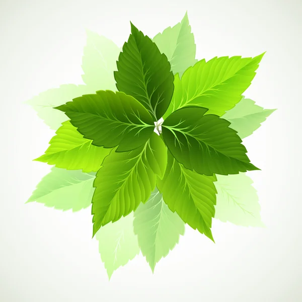 Rama con hojas verdes frescas — Vector de stock