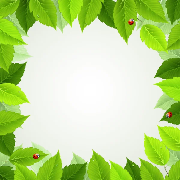 Rahmen mit frischen grünen Blättern und Marienkäfern — Stockvektor