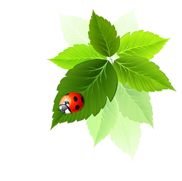 Ladybird está sentado na folha verde fresca — Vetor de Stock