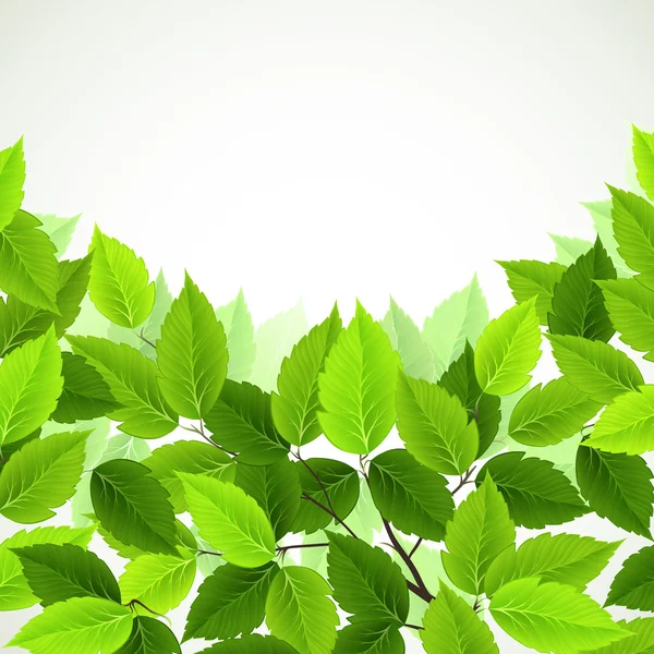 Tak met groene bladeren een ovaal gevormde — Stockvector